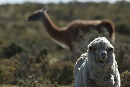 Wildlife Friendly Enterprise Network Welcomes WCS-Argentina and First Certified Wool Producers From Peninsula Valdés. 